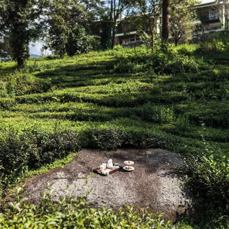 Lamrin Norwood Green Palampur, Himachal Pradesh