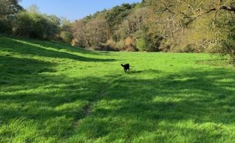 a black dog is walking across a grassy field in a park , surrounded by trees at Bridge Cottage