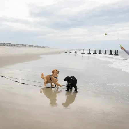 Cape May short walk to the Bay Dogs Welcome!