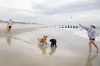 Cape May short walk to the Bay Dogs Welcome!