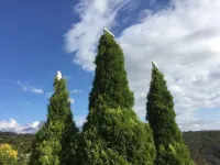 Graceland Mount Victoria