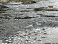 River Perch on the Cacapon: private home on 27 acres and 1200 ft of riverfront