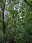 Glenn Falls Cottage with spectacular treetop views and access to the Glen Falls!