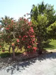 Villa Serenity a Luxury Relaxing Retreat with Swimming Pool in Kymi Euboea - Vila