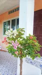 Sea guest house Hotels in Thong Nian