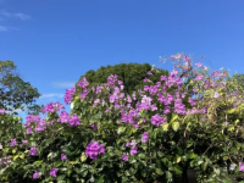 嗎拉庫亞 聖卡洛斯酒店