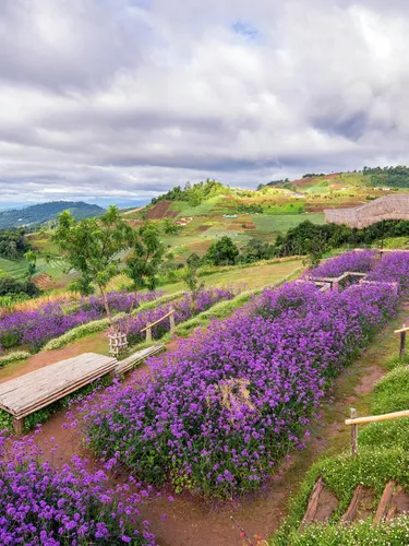 รูปภาพของม่อนม่อน โฮมสเตย์ ม่อนแจ่ม