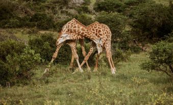 Bush Lodge (Amakhala GR)