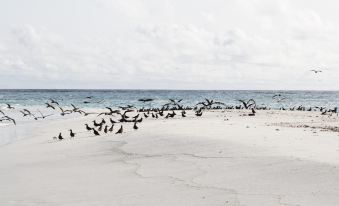 a flock of seagulls is flying over a sandy beach , with the ocean visible in the background at Sunshine Lodge