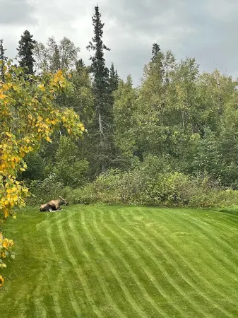 Cozy 1 bedroom with beautiful Alaskan views Отели рядом с достопримечательностью «Зоопарк Аляска»