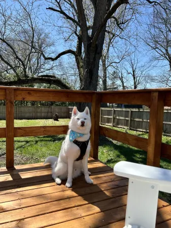 Comfy 3Bd House with Arcade, Ping Pong, Fire Pit, Walk to Purdue, Golf, Sports! Отели в г. Уэст-Лафайетт