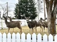 Whitetail cottage! 🦌 Spacious home with game room. Near OIT and SkyLakes.