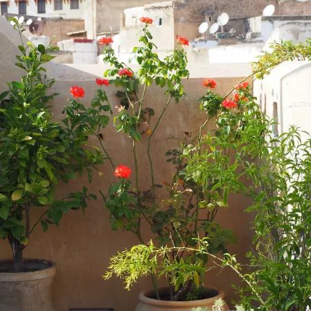 Dar Attajalli