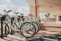 The Local - แซนต์ออกัสทิน