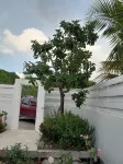 Lovely Villa Rose des cayes in Saint Barthélémy with parking and private pool
