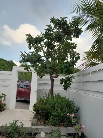 Lovely Villa Rose des cayes in Saint Barthélémy with parking and private pool Отели рядом с Аэропорт Сен-Бартелеми