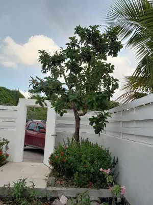 Lovely Villa Rose des cayes in Saint Barthélémy with parking and private pool