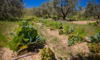 Agriturismo Biologico Piccapane