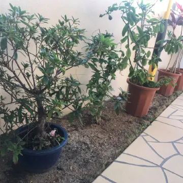 Weekly Harbor View Mansion Ginowan