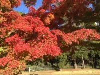 Burradoo Loft with king size bed. Close to Southern Highlands wineries.