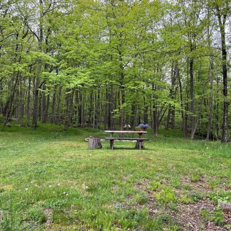 Cabin on 66 Acres of Forest