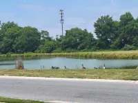 Harvest of tranquillity