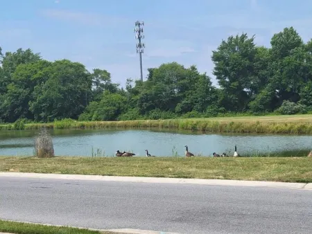 Harvest of tranquillity