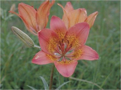 その他 ホテル知床の写真