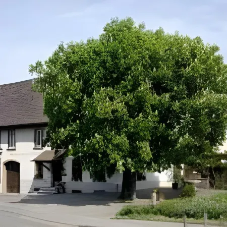 Restaurant-Hotel Maien