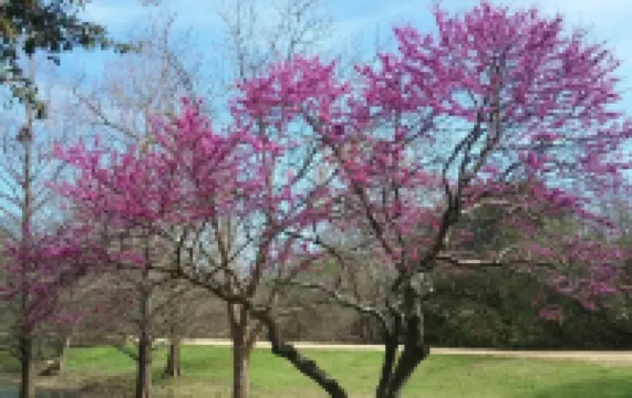 ❤️modern 5☆accommodation in 3B2B✔King size bed✔ BBQ✔ pet friendly✔5 mi to Domain Hotels in Wells Branch