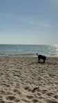 Caseville cottage with beach access