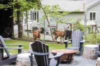 Deer Hideout - King bed/HS WiFi/Hot Tub/Fire Pit