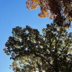 1930’s Guest Cottage and Vintage Shop with 1/2 Bath and Full Bed