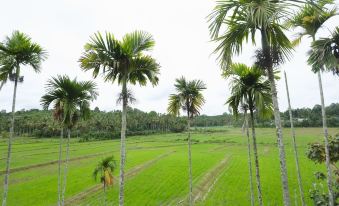 Paddy View Resort