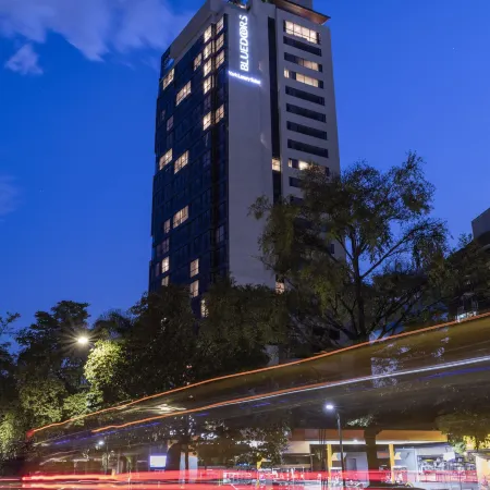 York Medellin, Curio Collection by Hilton