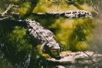 大象野生動物園旅館 - 2 星級