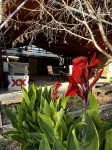 Waterfront Bandera Rustic Cabin on River-pet friendly