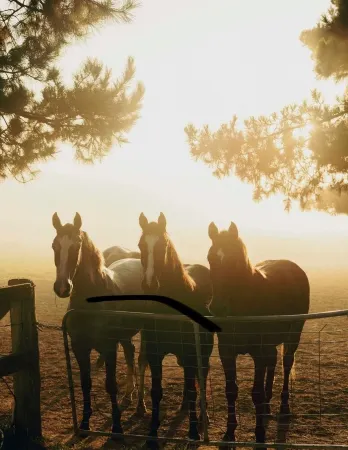 Converted milking shed on a working horse stud