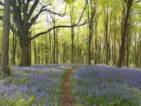Beulah Cottage Hotels in Ruspidge and Soudley