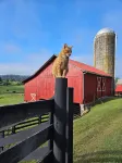 The Serene Farm Life...without all the work!  Lots of space and privacy!