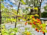 Apartment in Galapagar with Pool and Sauna Hoteles en Galapagar