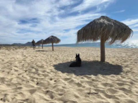 Villa Gardenia - Ocean Casa Arbol