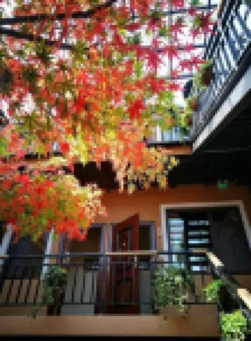 青島楓樹下民宿