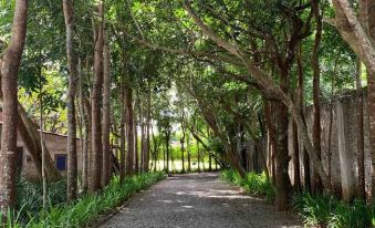 a tree - lined path in a park , with the sun shining through the trees and casting shadows on the ground at Hacienda Isabella