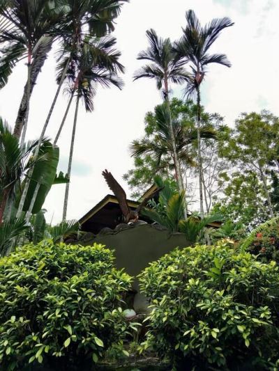 その他 セピロック ジャングル リゾートの写真