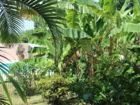 cottages with swimming pool and Spa 900 m from the sea Hotels in Sainte-Rose