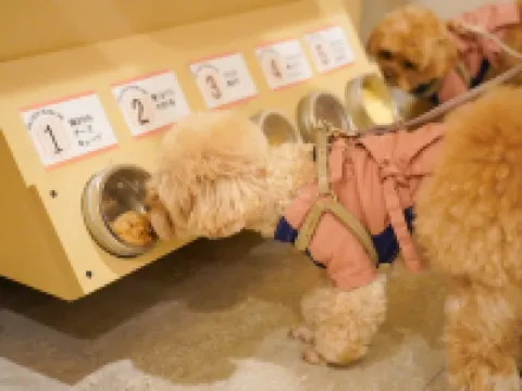 Yururi Hakone with Dogs