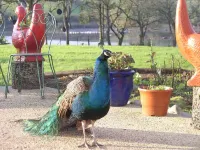 Auberge de Bel Air Hotels in Plougonvelin