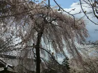 Uji Senbon Sakura