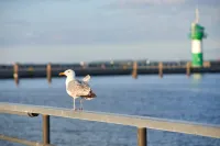 Apartment harbor bay Moba-travel